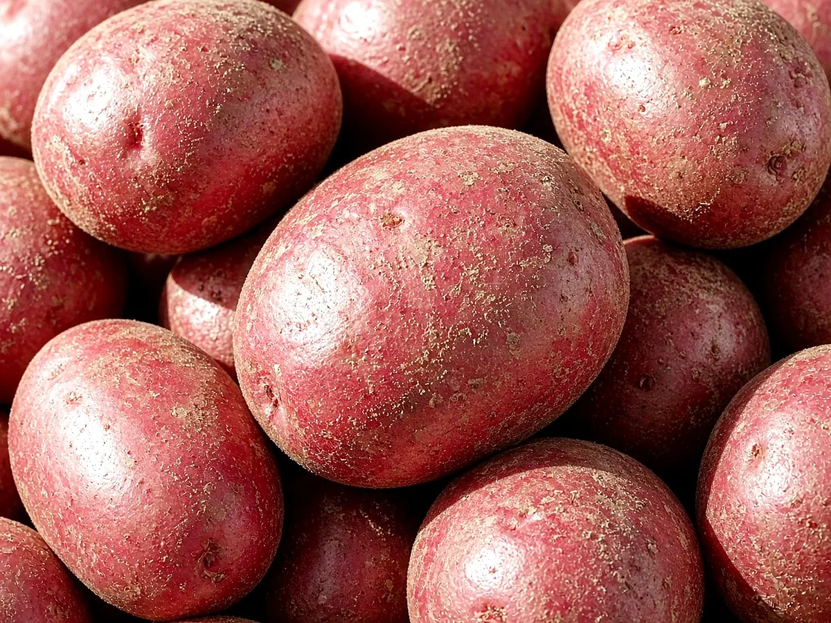 Red Sonia — Ahja Kartul